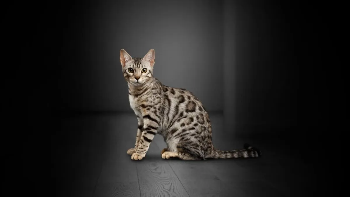 ピュリナ プロプラン 猫用 - キャットフード製品一覧 - ピュリナ公式サイト