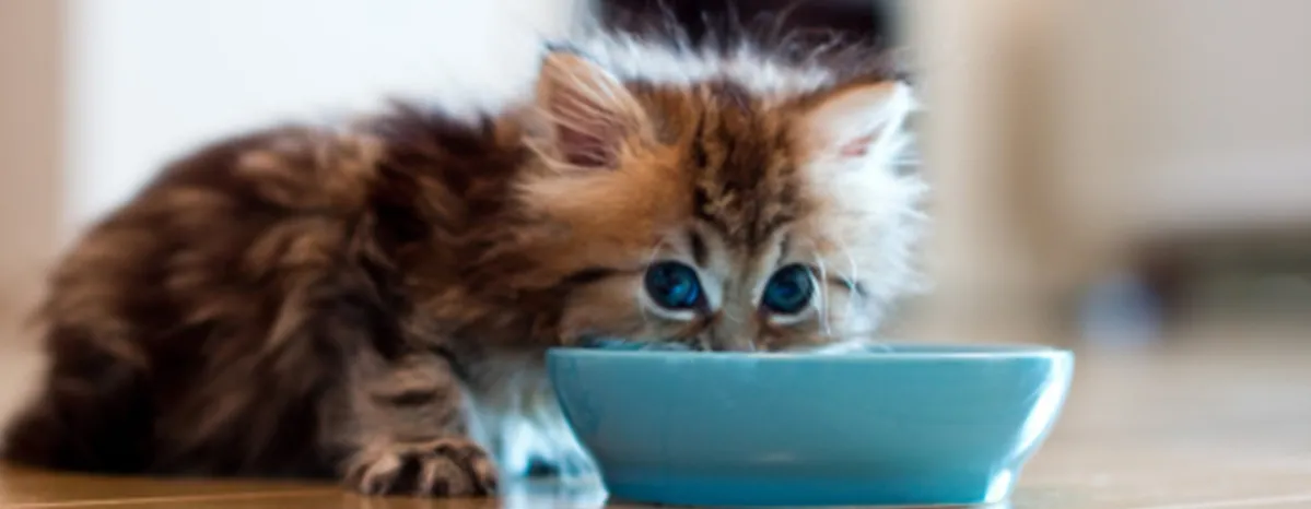 What to Feed a Kitten