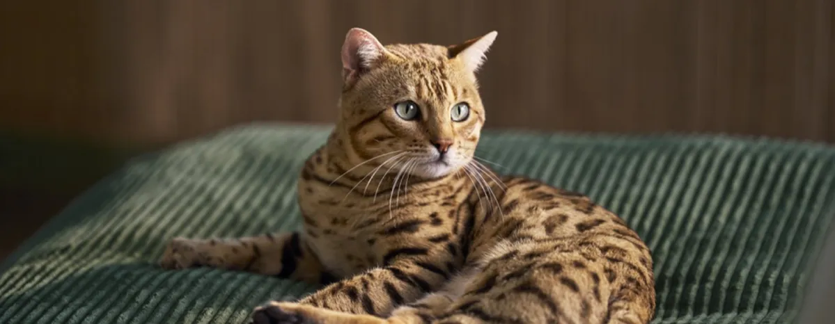 Understanding Your Cat's Body Language