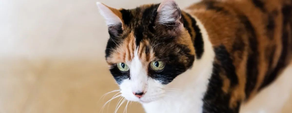 Purina Body Condition Tool for Cats