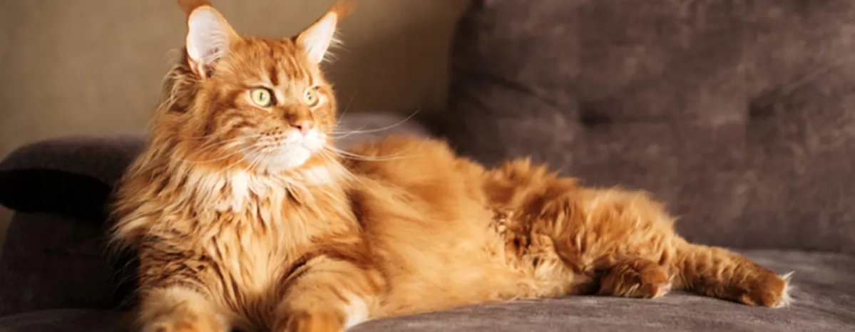 Make Your Home Cat Friendly in 11 Easy Steps