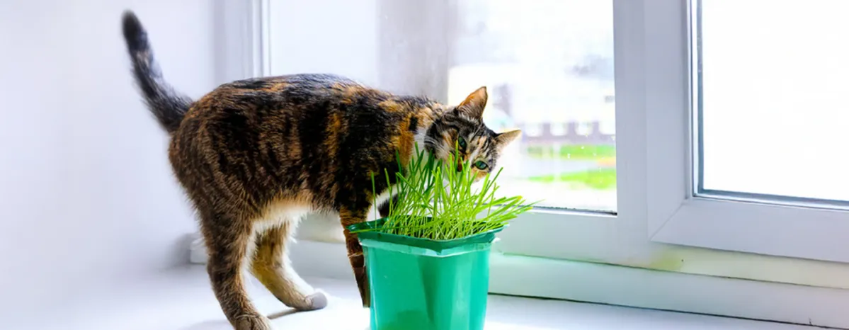 Why Do Cats Eat Grass