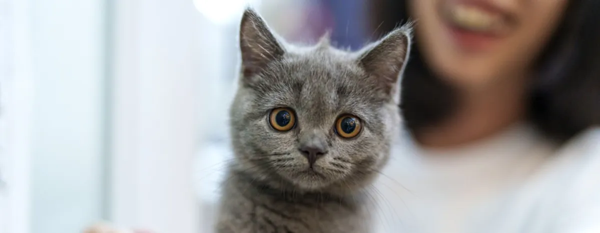 Bringing a Kitten Home