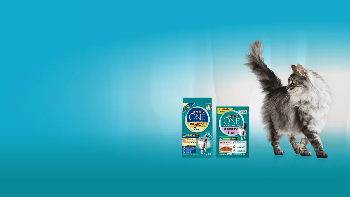 ピュリナ ワンのキャットフード - シニア猫の食事・健康寿命ケア