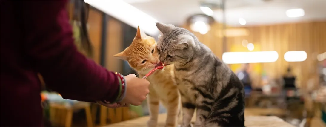 猫同士のケンカをやめさせるには？原因と対処法を解説