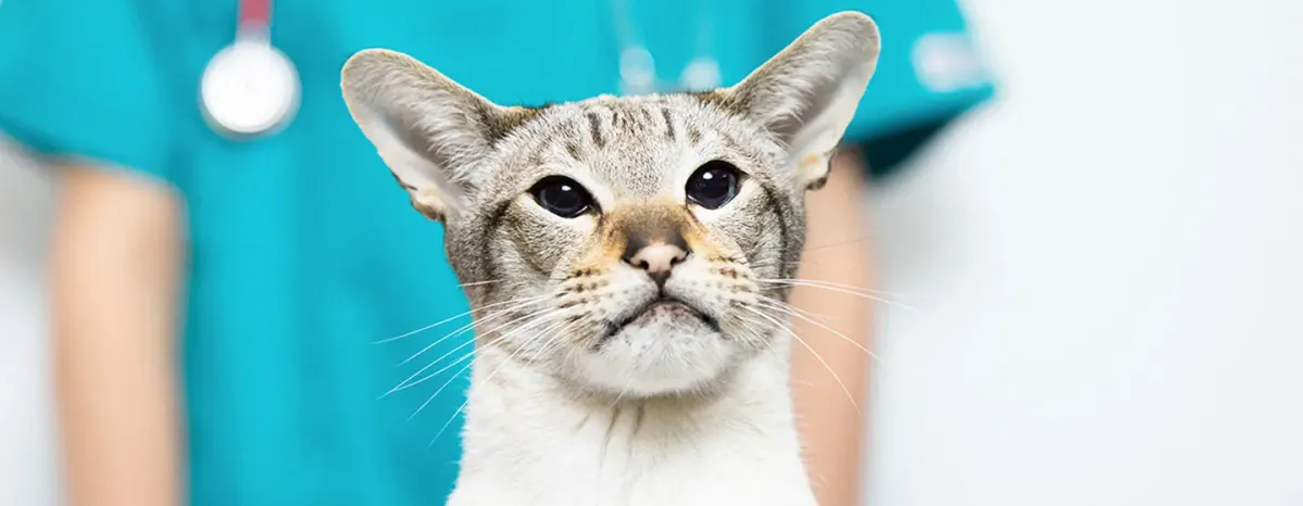 猫の膀胱炎とは？～症状・原因・治療法～