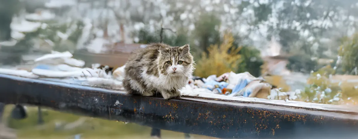 野良猫を見つけたらどうする？保護する前に知っておきたいこと