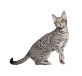 Breed Library | Purina Japan