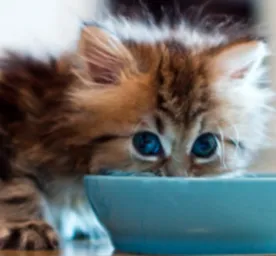 What to Feed a Kitten