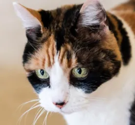 Purina Body Condition Tool for Cats
