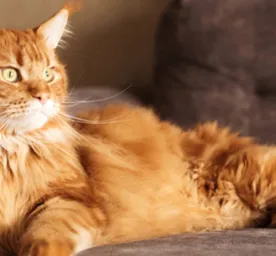Make Your Home Cat Friendly in 11 Easy Steps