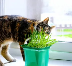 Why Do Cats Eat Grass
