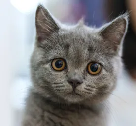 Bringing a Kitten Home