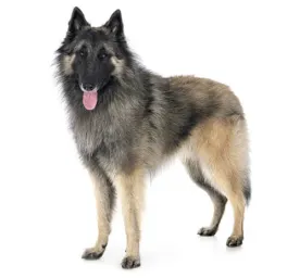 Belgian Shepherd Dog Tervueren