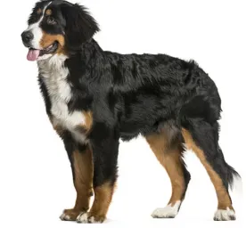 Bernese Mountain Dog