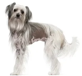 Chinese Crested