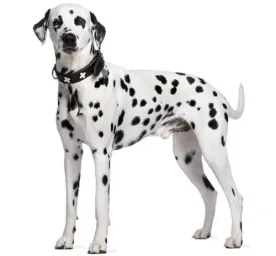 Dalmatian
