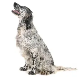 English Setter