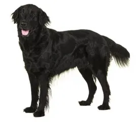 Flatcoated Retriever