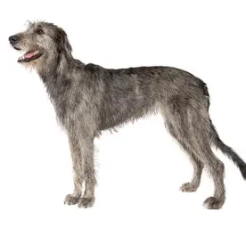 Irish Wolfhound