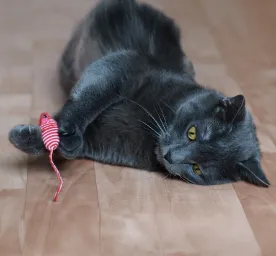 シニア猫におすすめのおもちゃは？無理なく安心して遊ばせるコツ