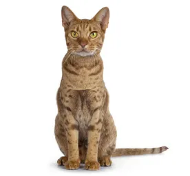 オシキャット