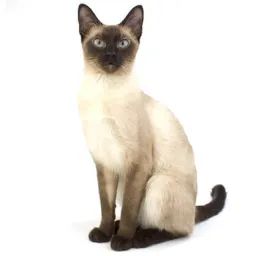 シャム