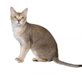 シンガプーラ