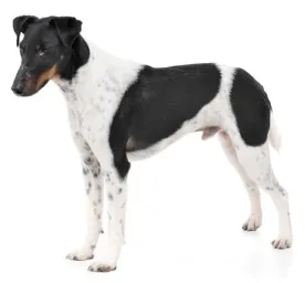 BREED Hero Fox Terrier Smooth Coat (1)