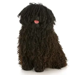 BREED Hero Puli