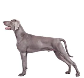 BREED Hero 0135 weimeraner