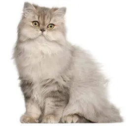 Persian