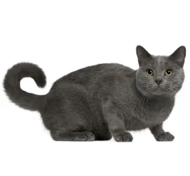 Chartreux