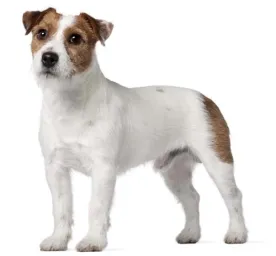 Jack Russell Terrier