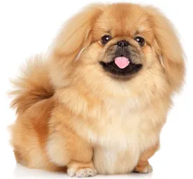 Pekingese