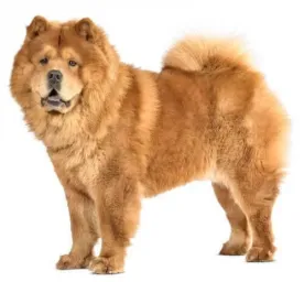 chow dogs